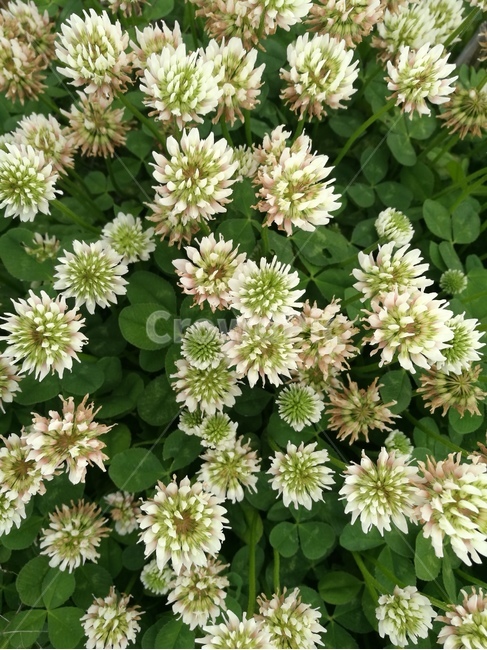 클로버,꽃,행운,농업,풀,야외,자연,식물,자연,plants,nature,꽃,flower