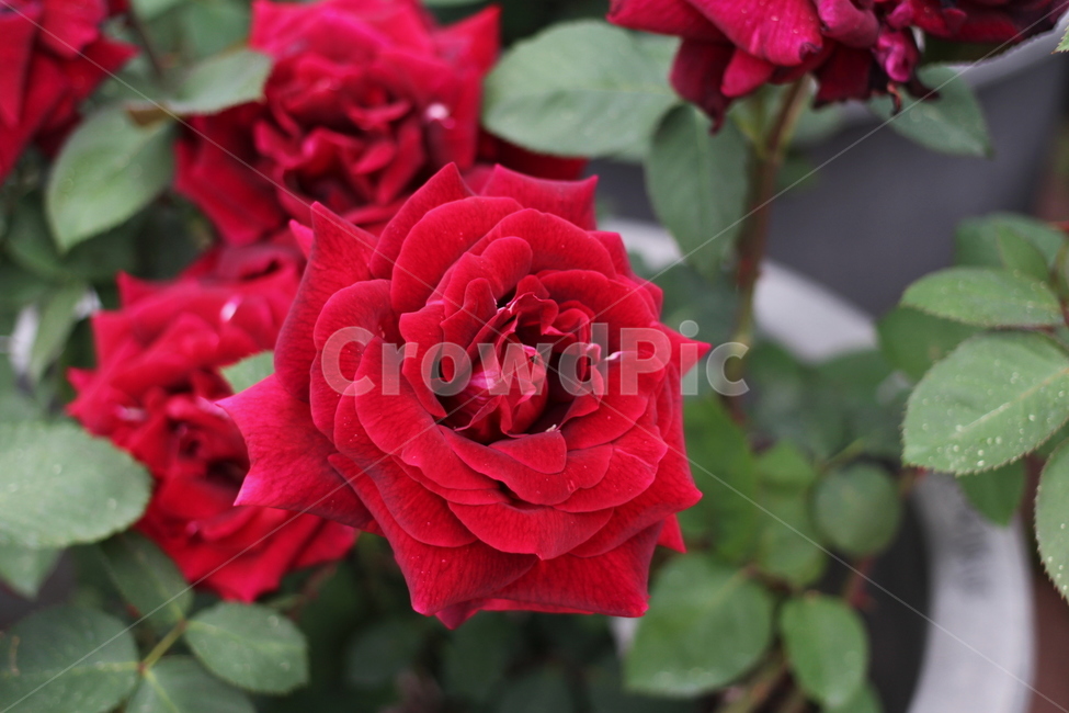 장미,rose,꽃,식물,플라워,flower,축제,향기,꽃향기,봄,계절,spring,season,식물,자연,plants,nature,꽃,flower,plant,blossom
