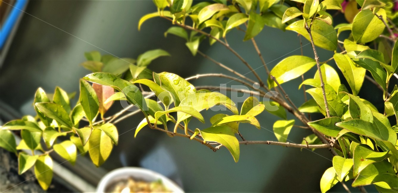 봄,연두색,나무,빛,잎,식물,leaf,plant