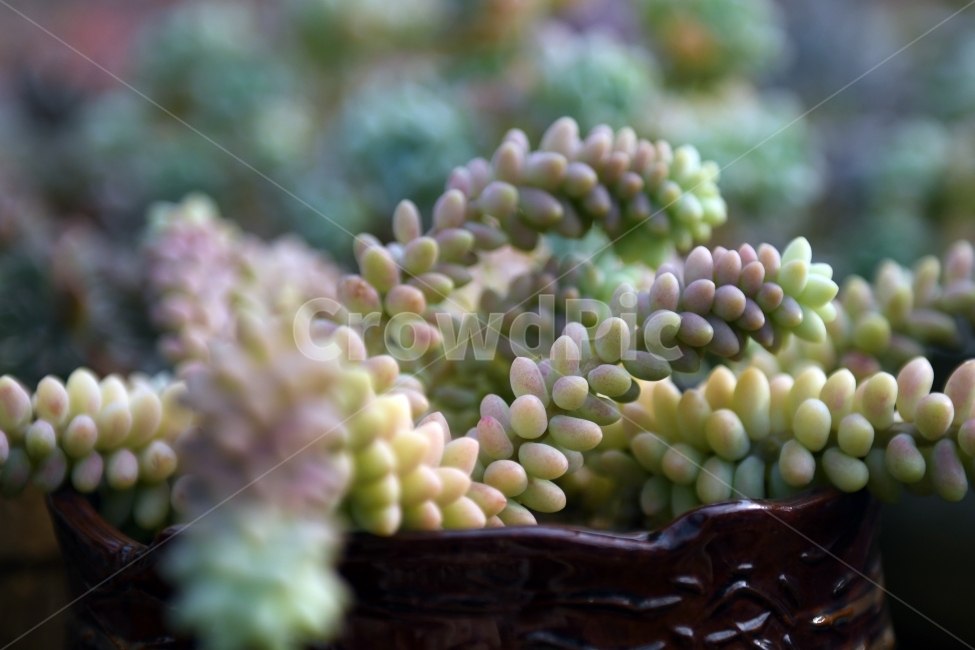 다육이,다육,다육식물,화분,식물,화초,배경,자연,plants,취미,그린,환경,키우기,아름다운,화려한,생명,생활,background,식물,자연,plants,nature