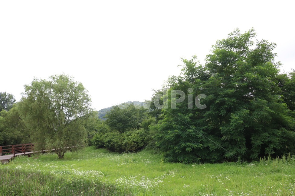 나무,식물,초록,하늘,tree,ki,plants,shokubutsu,green,midori,sky,sora,자연,풍경,nature,landscape,plant,field,들,grassland,목초지,outdoors,옥외