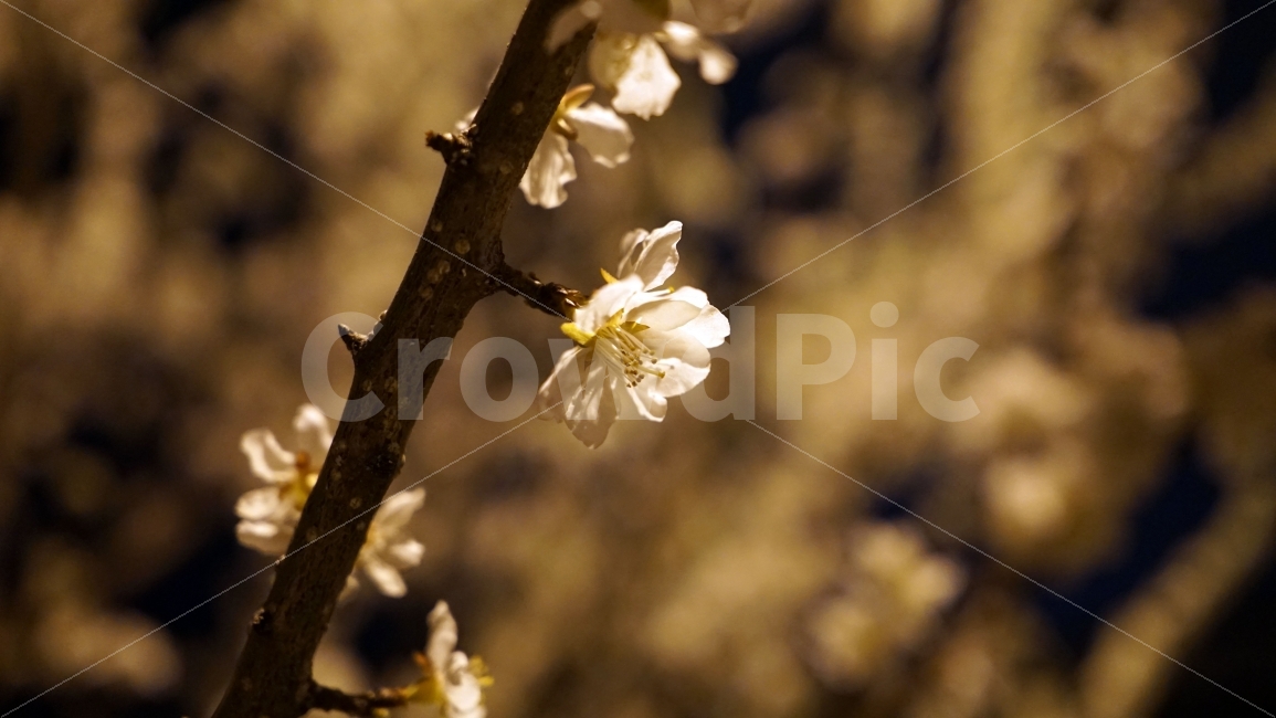 꽃,벗꽃,사쿠라,봄,나무,밤,어두운,어둠,야경,조명,라이트,마을,동네,sakura,flower,플라워,밤하늘,나뭇가지,자연,식물,풍경,벚꽃,식물,자연,plants,nature,감성,sensible,feeling,봄,계절,spring,season,꽃,flower,야경,밤,풍경,nightscape,night,landscape,plant,pollen,화분