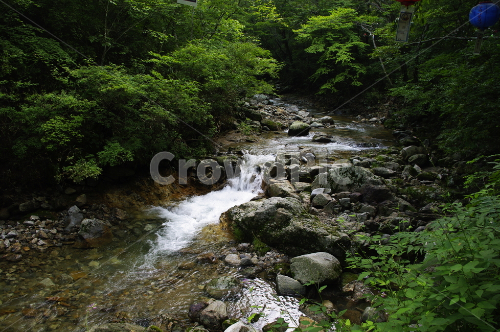 나무,식물,plant,자연,nature,숲,계곡,자연,풍경,nature,landscape,water,물,stream,흐름,outdoors,옥외,creek,작은 만