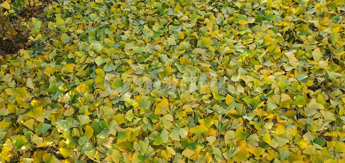 은행,단풍,은행열매,나무,가을,leaf,잎,plant,식물,가을,계절,fall,autumn,season