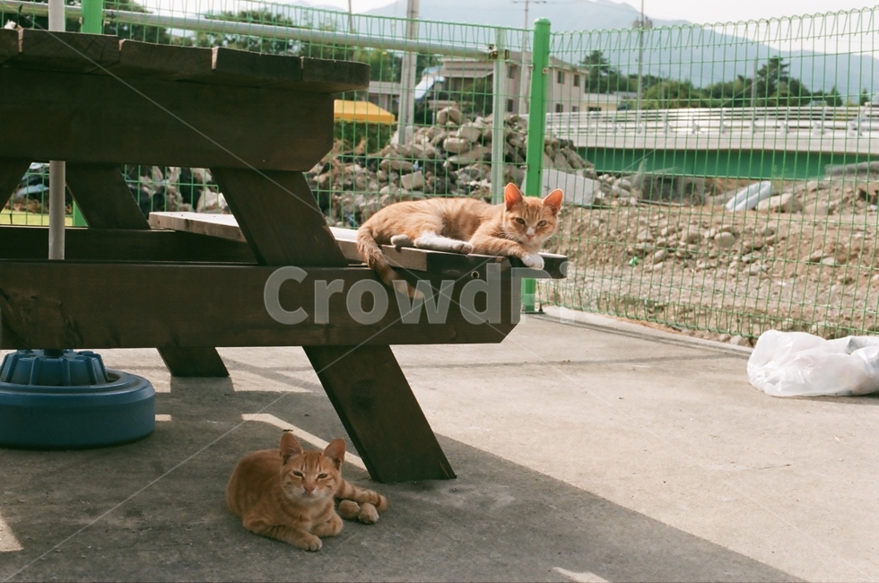 필름카메라,필름사진,감성사진,아기고양이,개냥이,동물,animal,포유류,mammal,고양이,cat,kitten,kitty