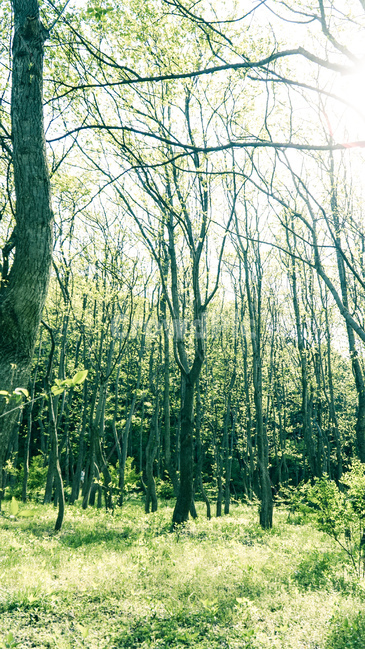 산,나무,숲,나뭇잎,잎,자연,풍경,nature,landscape,식물,plants,나무,trees,wood,휴식,힐링,rest,relaxation,healing,plant,land,땅,outdoors,옥외