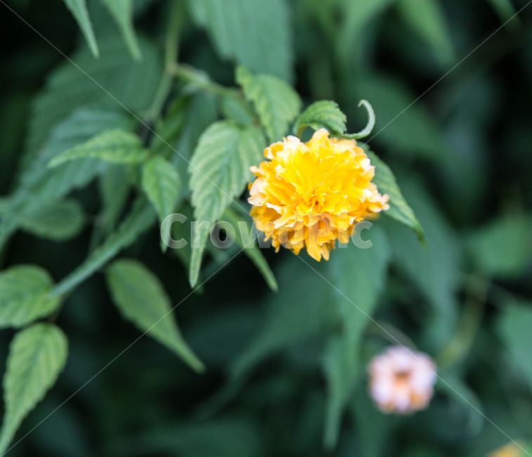 꽃,이름모를꽃,들꽃,여름,꽃나무,식물,자연,plants,nature,꽃,flower