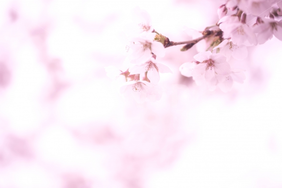 봄,감성,벗꽃,여행,일상,봄,계절,spring,season,식물,자연,plants,nature,꽃,flower,감성,sensible,feeling,plant