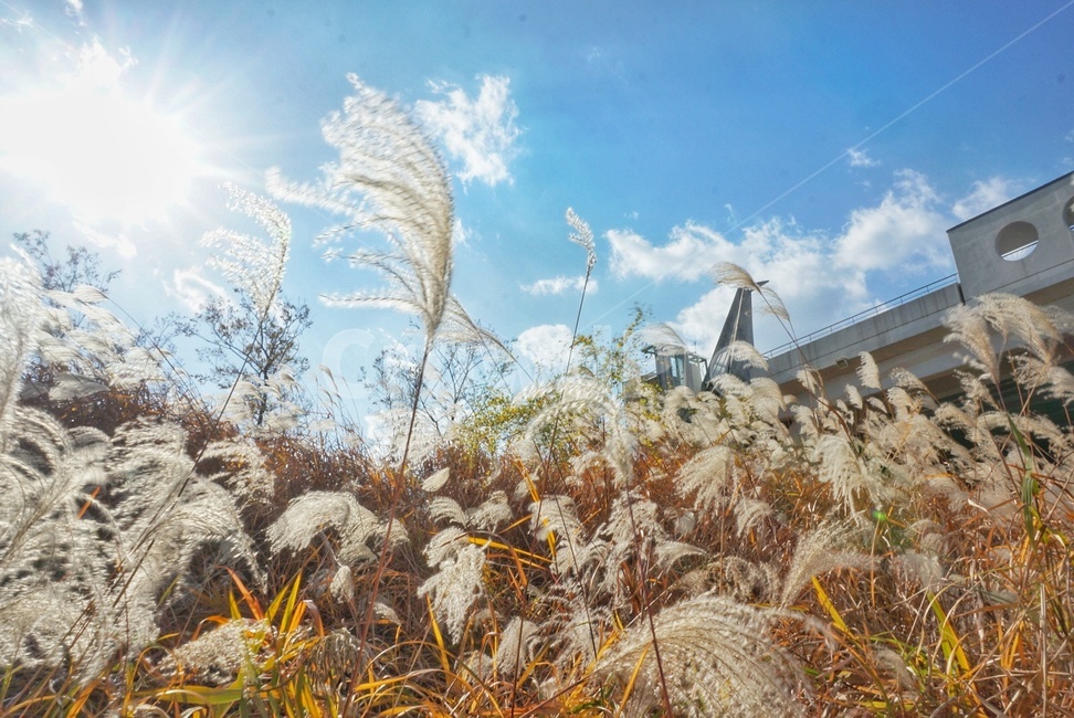 plant,식물,갈대,가을,하늘,fall,autumn,maple,가을,계절,fall,autumn,season,grass,잔디,lawn,reed