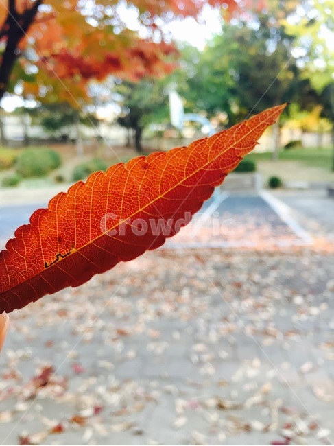 가을,낙엽,단풍,fall,autumn,나뭇잎,빨강,red,감성,feeling,leaves,fallen,자연,가을,계절,fall,autumn,season,leaf,잎,plant,식물