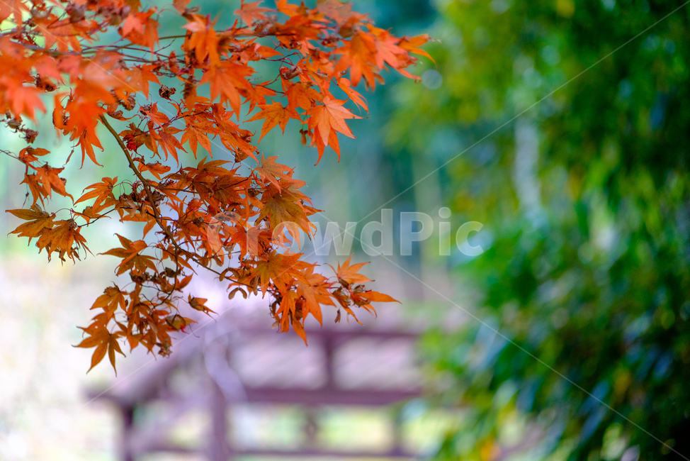 단양,단풍,단풍잎,식물,나무,가을,계절,fall,autumn,season