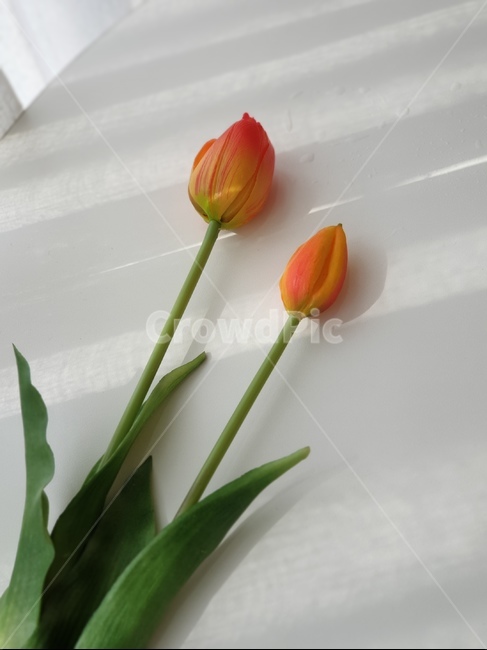 카페,인테리어,흰색,감성,리넨,homedecor,linen,cafe,table,튤립,꽃,flower