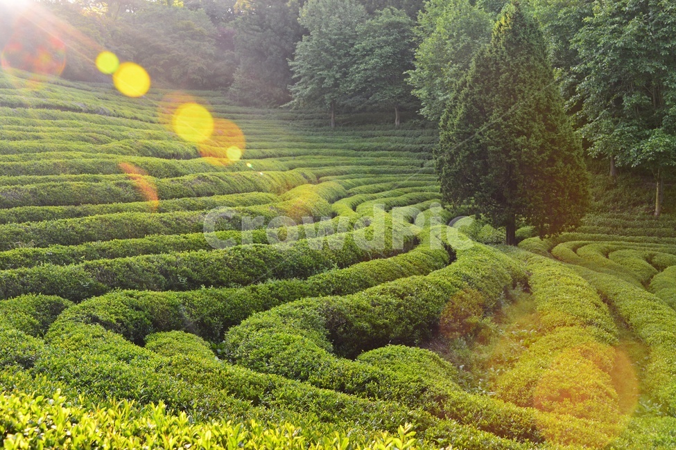 Boseong,flare,outdoors,Boseong University Tea Garden,Daehan Dawon Spring,nature,light,Daehan Tea Garden Morning,Daehan Tea Garden