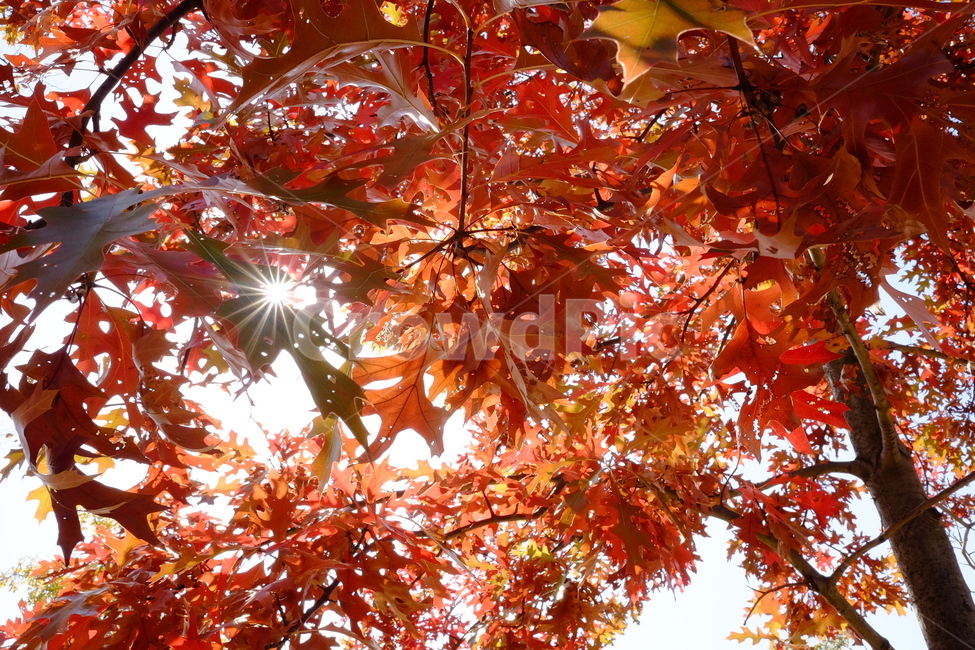 단풍,가을,나무,풍경,빛,가을,계절,fall,autumn,season,leaf,잎,plant,식물,maple,tree