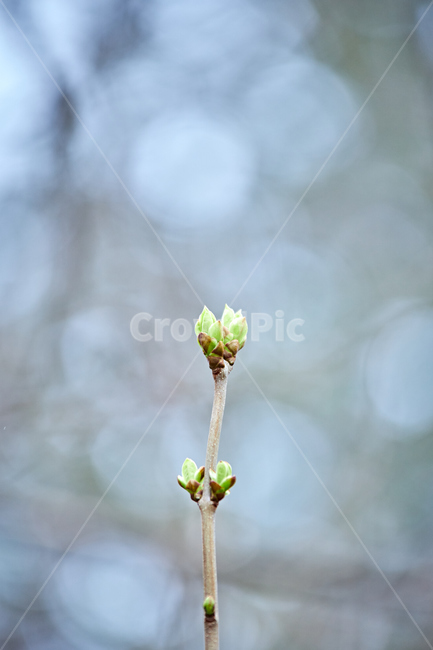 sprout,새싹,bud,싹,plant,식물,새순,나무,나뭇가지,봄,연두색,이른봄,spring,감성사진,감성샷,초봄,봄나무,봄,계절,spring,season