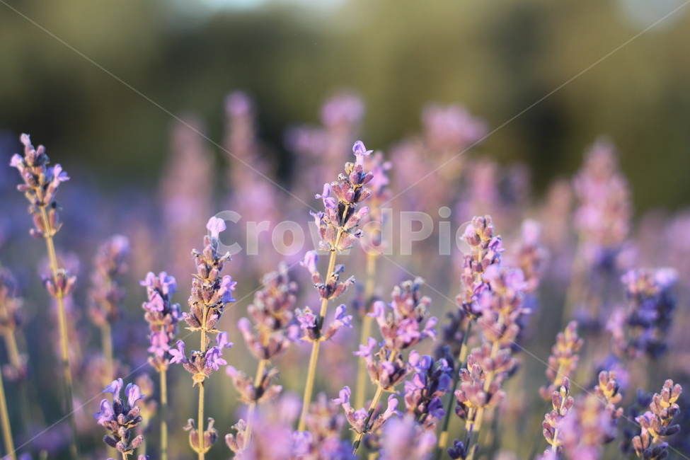 라벤더,lavender,꽃,허브,식물,식물,자연,plants,nature,꽃,flower