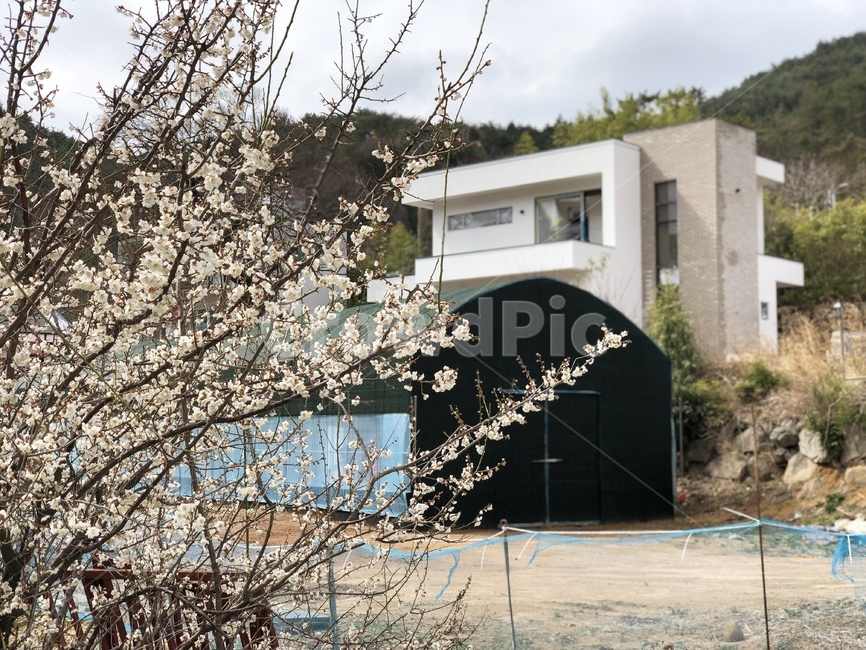 봄,벚꽃,벚꽃나무,감성사진,cherryblossom,봄,계절,spring,season,식물,자연,plants,nature,꽃,flower,plant