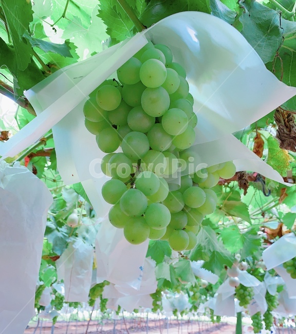plant,식물,fruit,과일,food,음식,grapes,포도