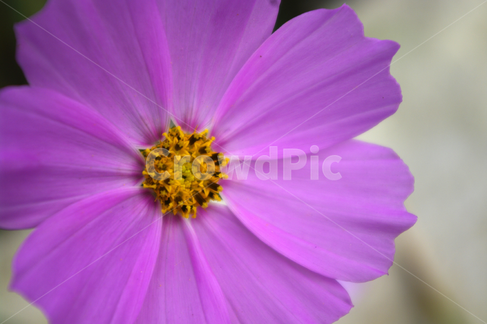 코스모스,꽃,flower,식물,plant,가을,계절,fall,autumn,season,식물,자연,plants,nature,꽃,flower
