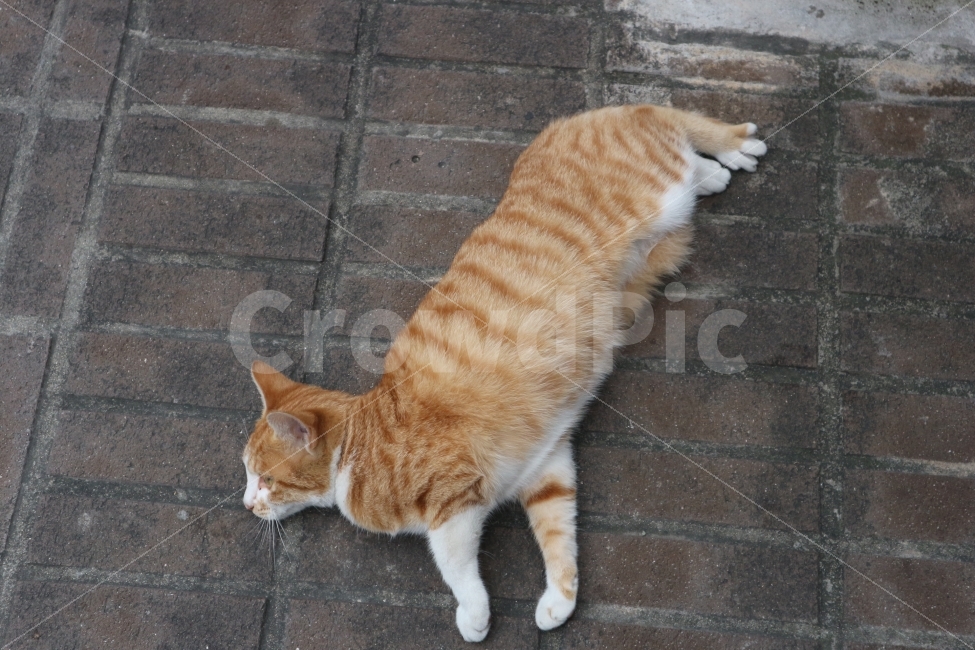 고양이,반려동물,길냥이,Cats,Animals,동물,animal,포유류,mammal,고양이,cat,kitten,kitty