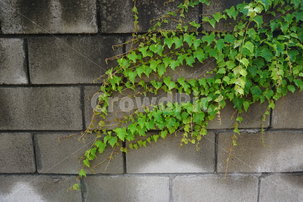 plant,자연,담쟁이,nature,초록색,green,식물,식물,자연,plants,nature