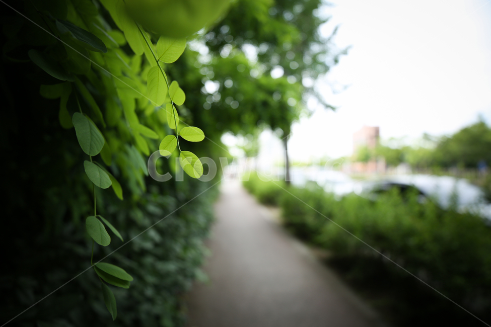 길,식물,녹색,걷기,배경,자연,풍경,nature,landscape