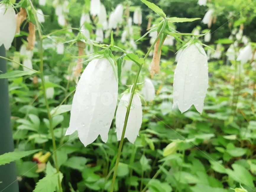 꽃,식물,식물원,정원,이슬