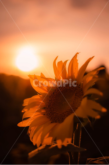 해바라기,일몰,꽃,여름꽃,노을,식물,자연,plants,nature,꽃,flower