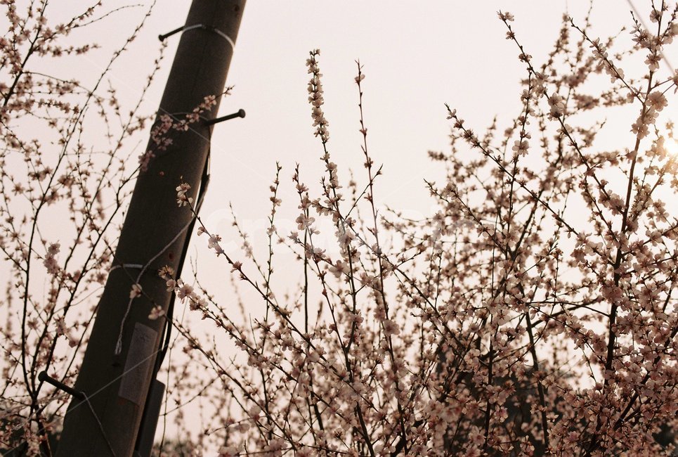 봄,꽃,벚꽃,자연,필름,아날로그,film,analog,flower,spring,nature,풍경,감성,봄,계절,spring,season,식물,자연,plants,nature,꽃,flower,plant