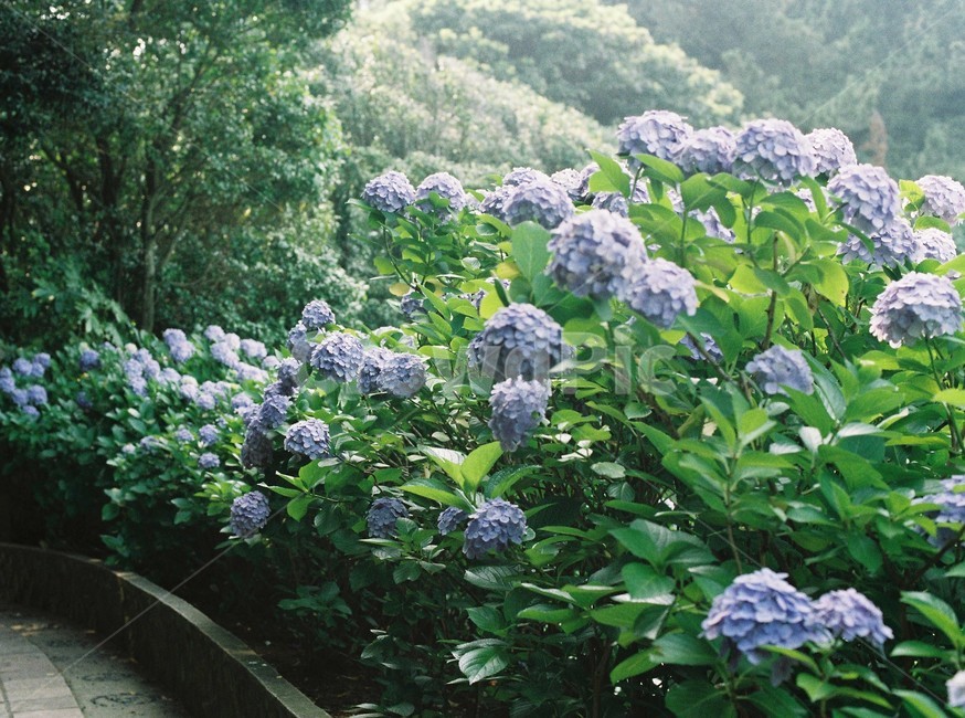 수국,꽃,보라색,공원,정원