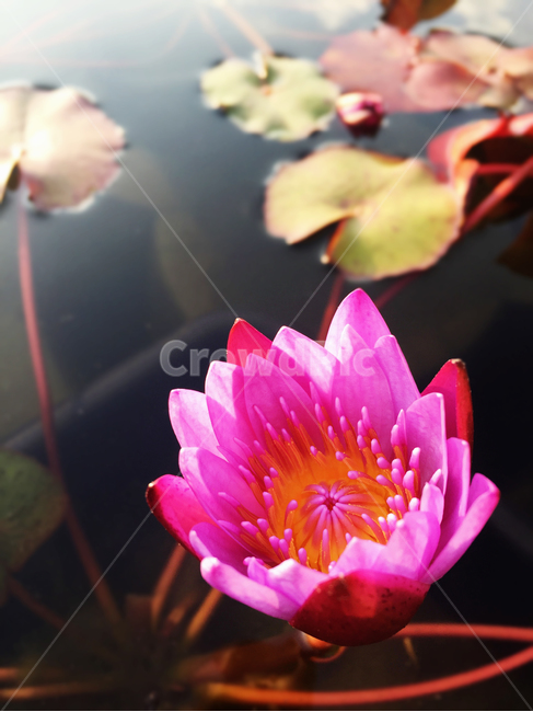 식물,꽃,연꽃,분홍색연꽃,청순함,식물,자연,plants,nature,꽃,flower