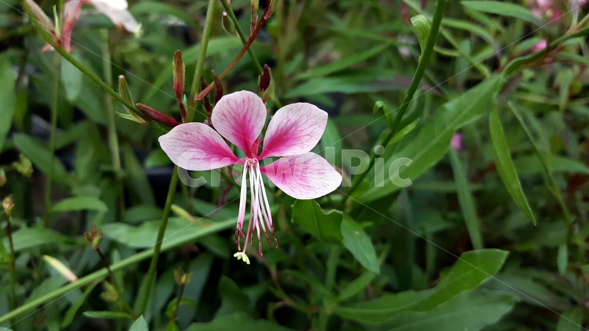홍접초,가우라,나비바늘꽃,식물,꽃,분홍색,암술,수술,꽃잎,식물,자연,plants,nature,꽃,flower