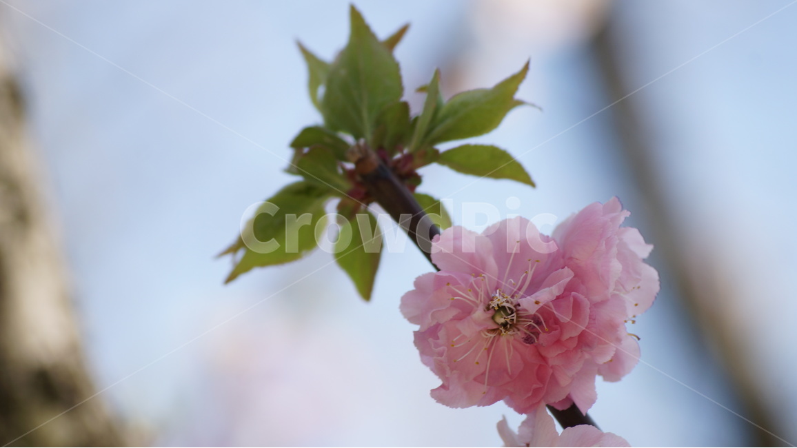 꽃,봄꽃,자연,풍경,야생화,봄,계절,spring,season,식물,자연,plants,nature,꽃,flower,plant
