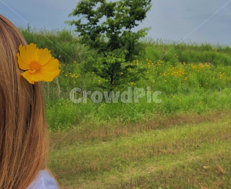 꽃,금계국,flower,coreopsis,머리카락