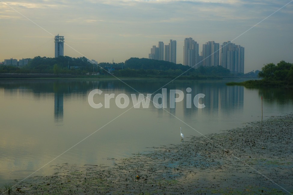 호수,반영,건물,여명,왜가리,조류,풍경,도시,풍경,city,landscape,한국도시풍경,한국도시경관,korea cityscape,동물,animal,조류,새,birds,water,물,nature,자연,outdoors,옥외,land,땅
