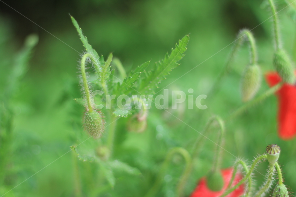 여름,시작,양귀비,위로,꽃,식물,자연,plants,nature,꽃,flower