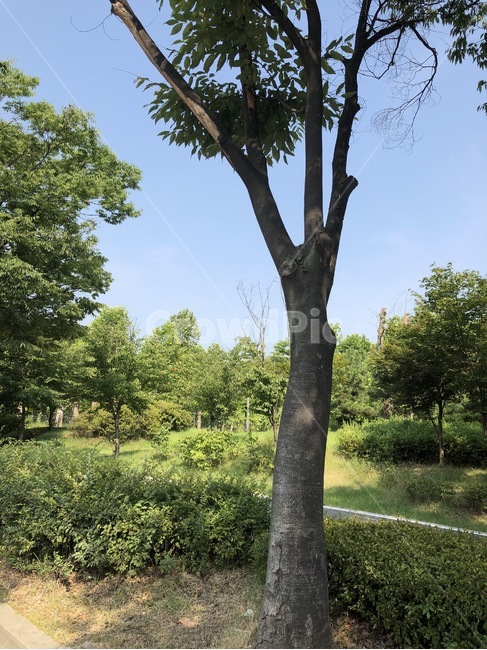 자연,하늘,나무,여름,식물,초록,햇빛,그림자,nature,sky,sora,tree,ki,summer,natsu,plants,shokubutsu,green,midori,sunlight,hizashi,shadow,kage,blue,skyblue,sorairo,ao,맑음,sunny,식물,자연,plants,nature,나무,trees,wood