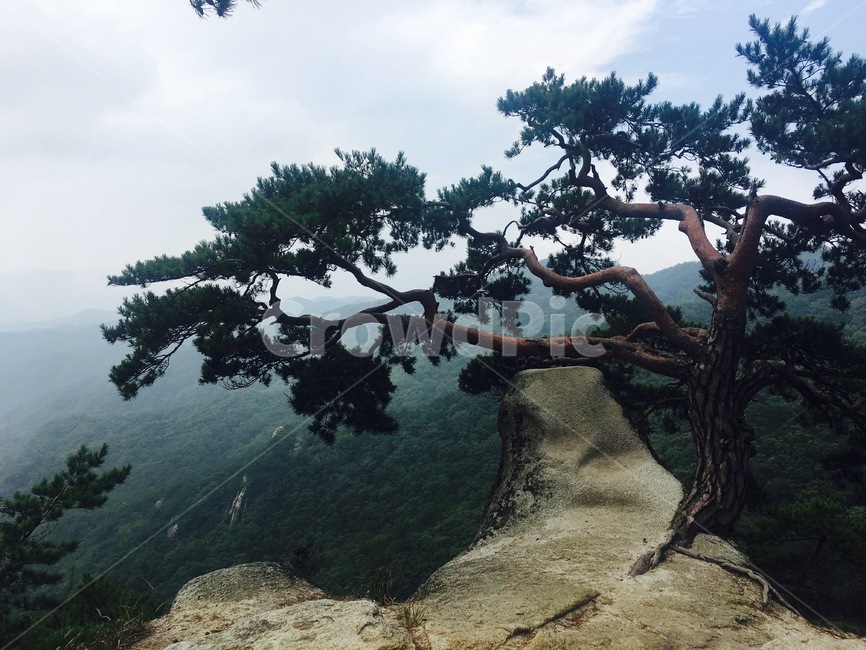 소나무,강원도,화천,용화산,바위,자연,풍경,nature,landscape,tree,나무,plant,식물
