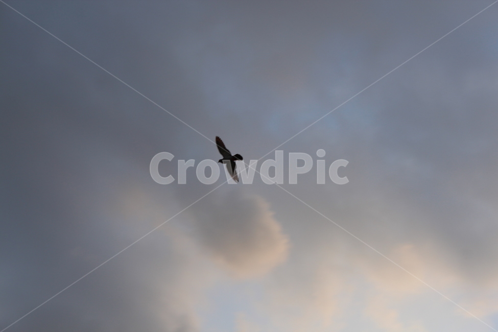 animal,동물,bird,새,flying,나는,동물,animal,조류,새,birds