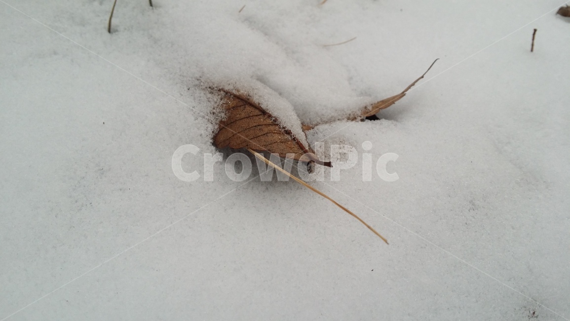 계절,눈,겨울,설경,날씨,하얗다,눈내린풍경,깨끗한풍경,하얀풍경,낙엽,snow,winter,season,흰색,화이트,감성,쌓인눈,겨울,계절,winter,season