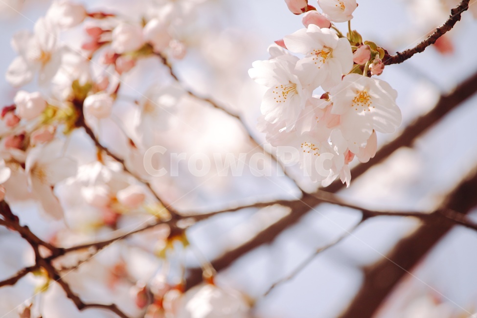 봄,벚꽃,꽃,분홍색꽃,감성,자연,봄,계절,spring,season,plant,식물,flower,blossom