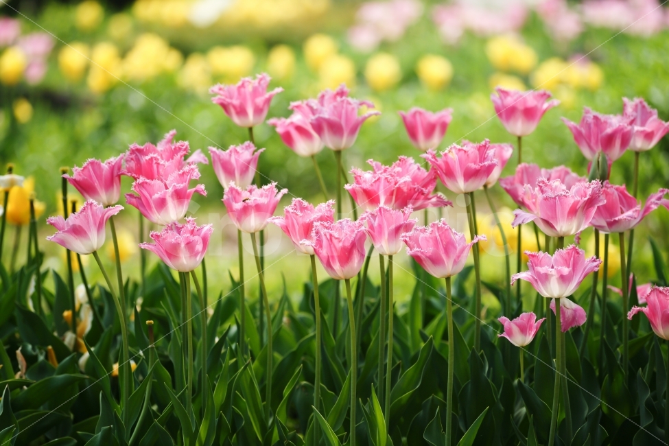 봄,튤립,분홍,벽초지문화원,꽃,식물,식물,자연,plants,nature,꽃,flower,감성,sensible,feeling
