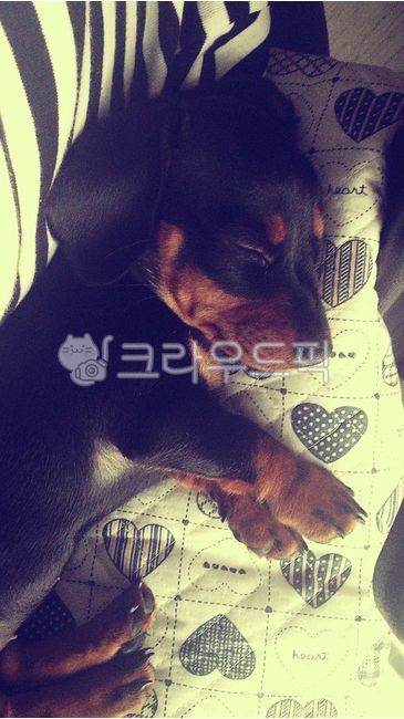 Pets,puppy,dachshund,pet dog,pet