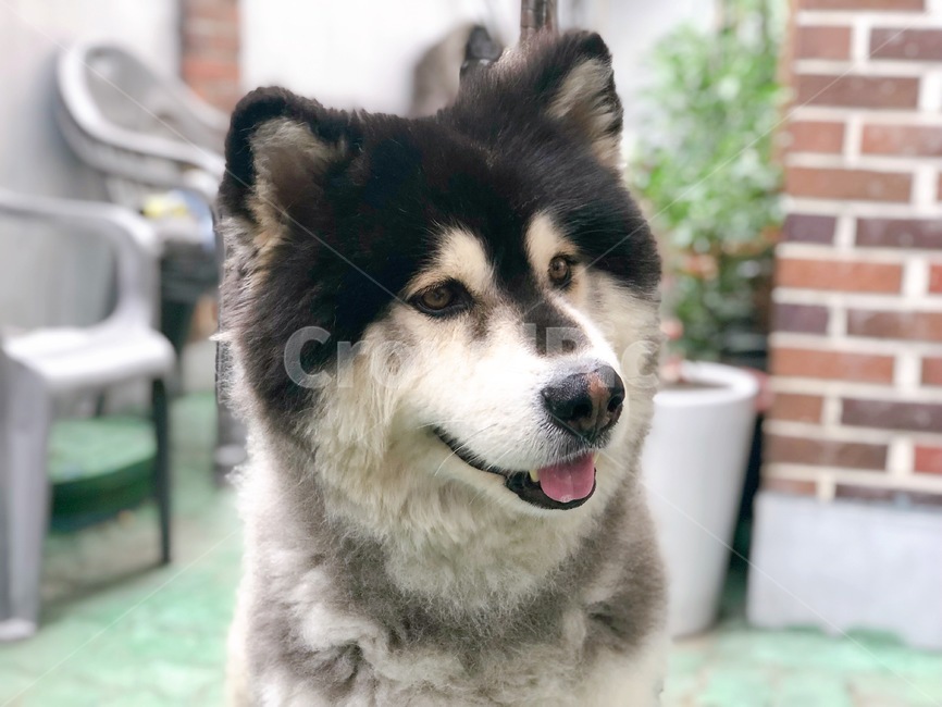 pet,dog,개,animal,동물,말라뮤트,malamute,대형견,husky,동물,animal,포유류,mammal,개,강아지,dog,doggy
