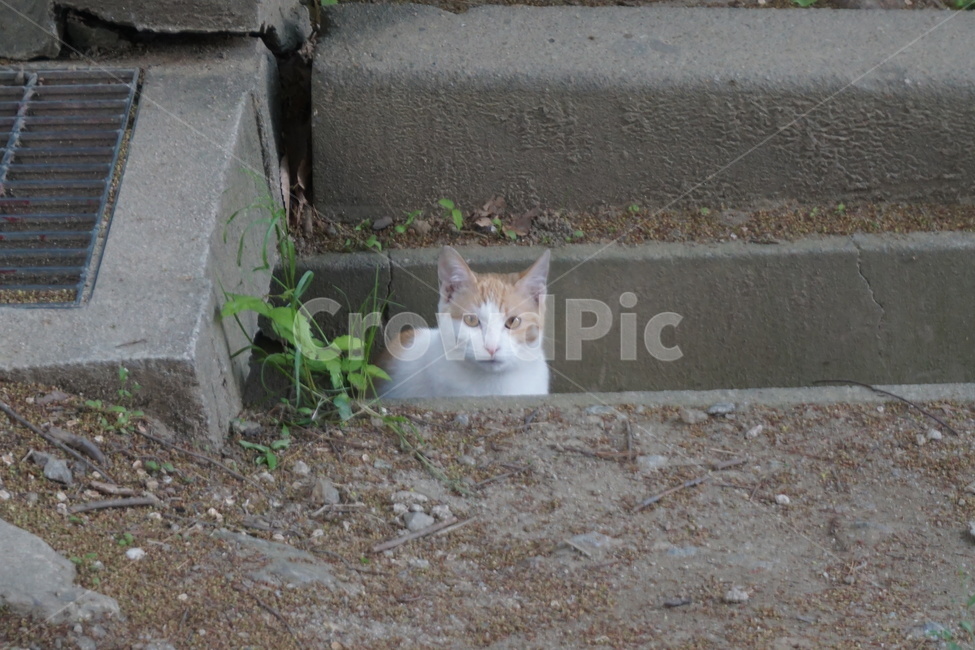 길고양이,배수구,하수구,길고양이집,유기묘