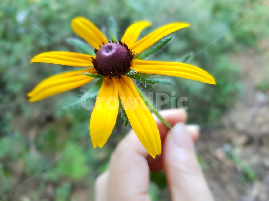 루드베키아,꽃,식물,자연,노랑색,그린,여자손,plants,nature,green,flowers,식물,자연,plants,nature,꽃,flower,사람,인물,인간,human,person,신체일부,몸,body