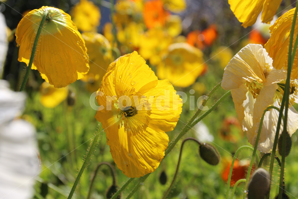 일본,가고시마,꽃,봄,자연,튤립,tulip,바람