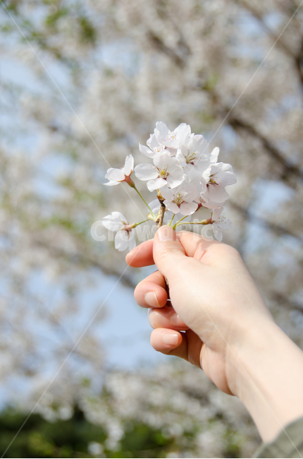 봄,벚꽃,손,하늘,자연,계절,휴식,꽃잎,배경,아름다운,아름다움,개화,분기,꽃,야외,그리움,기쁨,컨셉,휴가,봄,계절,spring,season