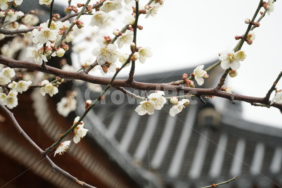 매화꽃,매화나무,광양매화축제,3월,매화,한국전통,한국문화,korean traditional,korean culture,식물,자연,plants,nature,꽃,flower