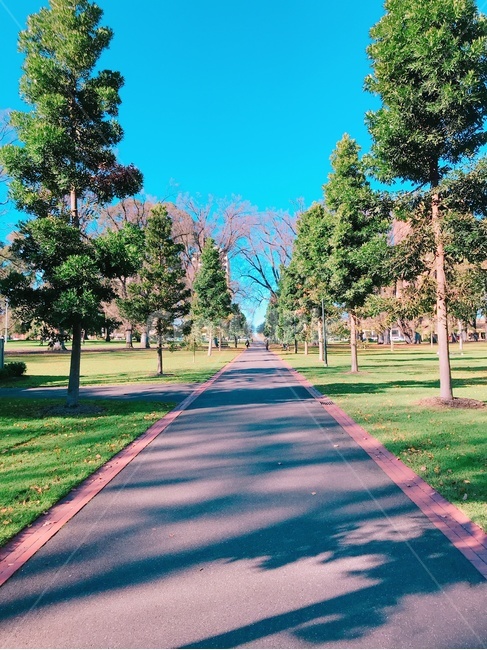 tree,나무,road,도로,호주,시드니,공원,풍경,배경